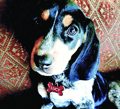 Entry image for Lucy. Clicking this image will show a larger photo