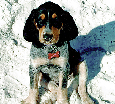 Entry image for Lucy. Clicking this image will show a larger photo