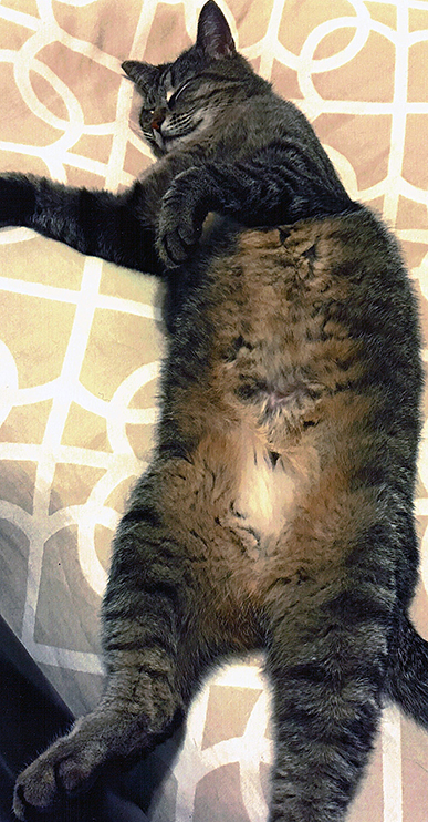 Entry image for Atticus. Clicking this image will show a larger photo