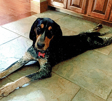 Entry image for Lucy. Clicking this image will show a larger photo