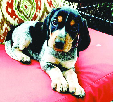 Entry image for Lucy. Clicking this image will show a larger photo