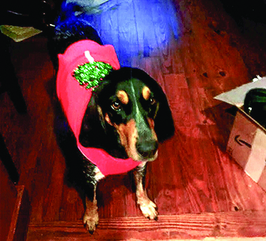 Entry image for Lucy. Clicking this image will show a larger photo