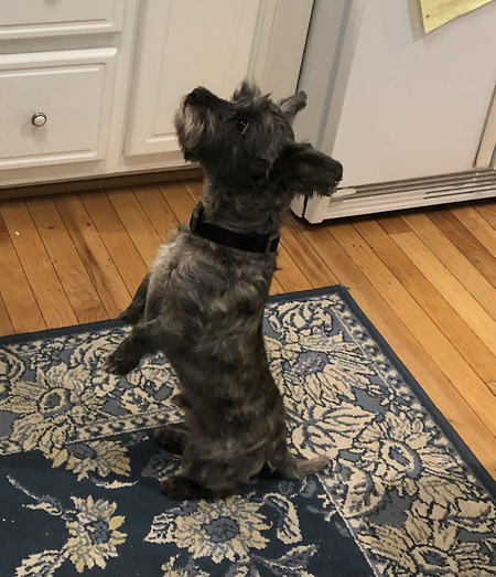 Entry image for Murphy. Clicking this image will show a larger photo
