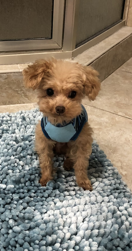 Entry image for Teddy. Clicking this image will show a larger photo