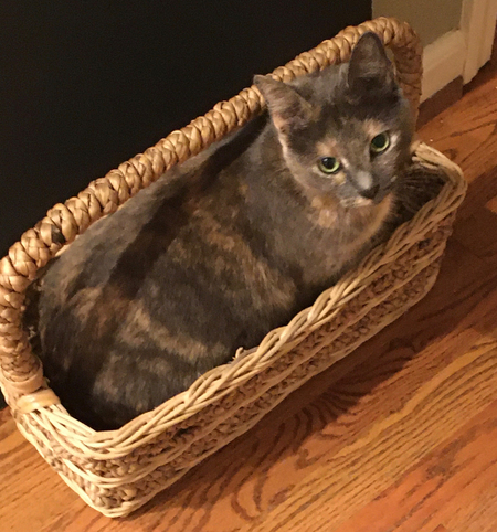 Entry image for Betty Spaghetti. Clicking this image will show a larger photo