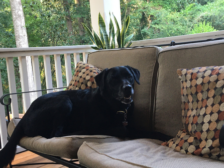 Entry image for Lulu. Clicking this image will show a larger photo