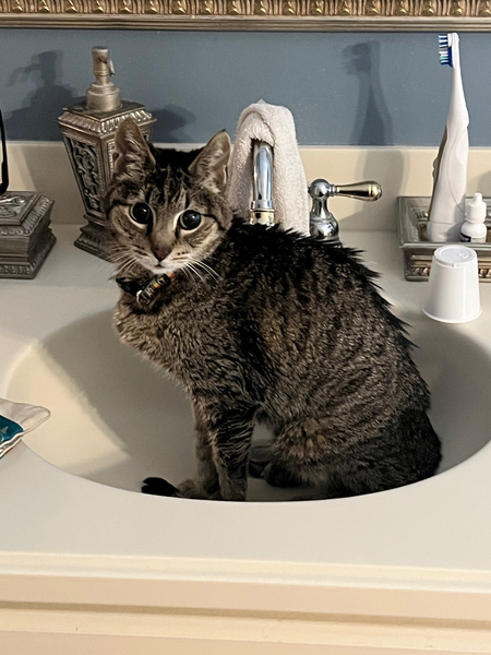 Entry image for My Kitten. Clicking this image will show a larger photo