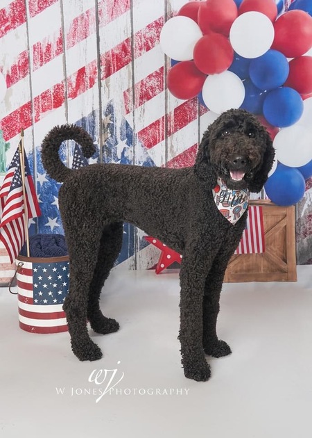 Entry image for Gracie. Clicking this image will show a larger photo