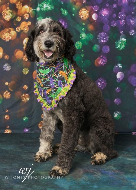 Entry image for Millie. Clicking this image will show a larger photo