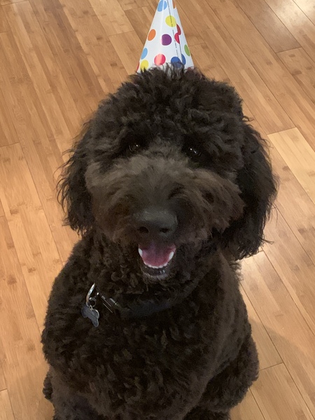 Entry image for Oliver. Clicking this image will show a larger photo