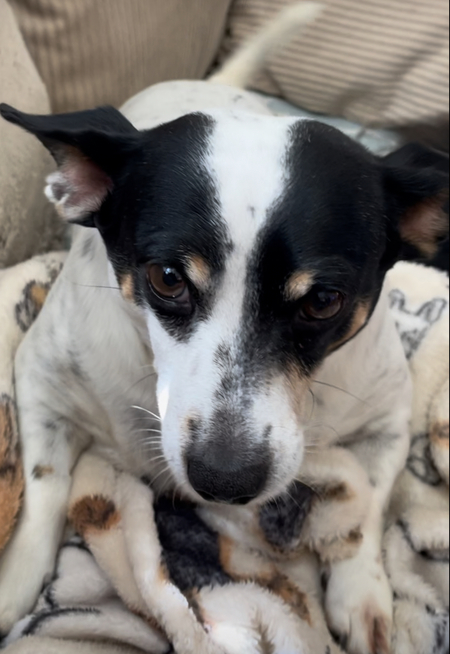 Entry image for Charlie. Clicking this image will show a larger photo