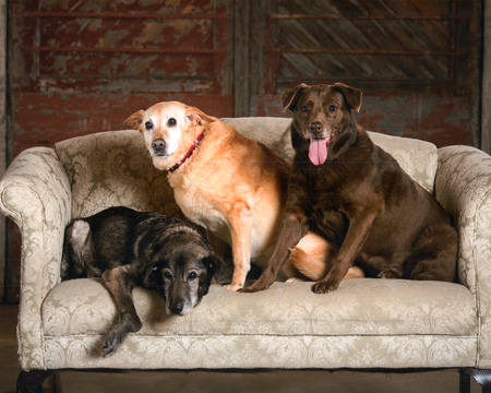 Entry image for Angel, Sugar & Faith. Clicking this image will show a larger photo