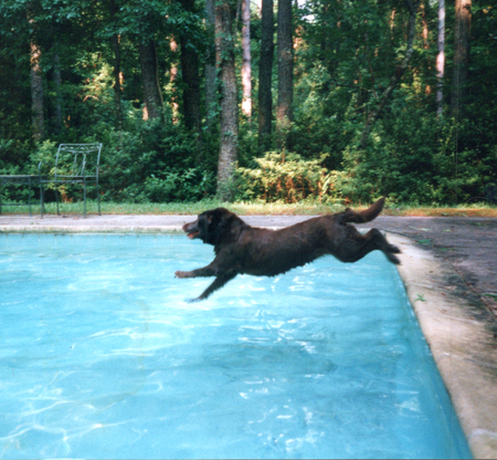 Entry image for Sugar. Clicking this image will show a larger photo