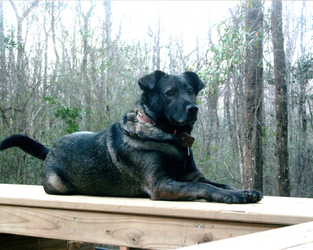Entry image for Angel. Clicking this image will show a larger photo