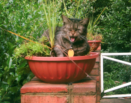 Entry image for Thomas. Clicking this image will show a larger photo