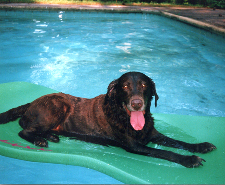 Entry image for Sugar. Clicking this image will show a larger photo