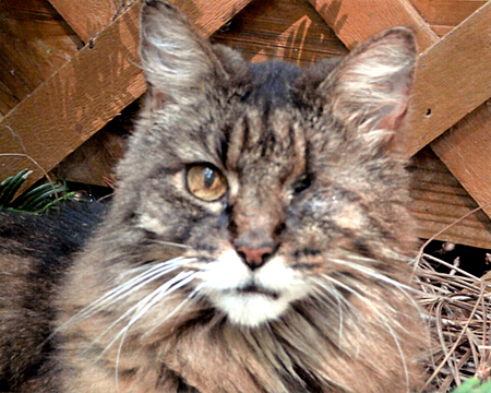 Entry image for Wink. Clicking this image will show a larger photo