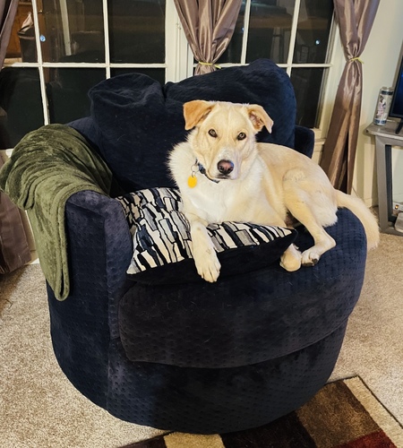 Entry image for Toby . Clicking this image will show a larger photo