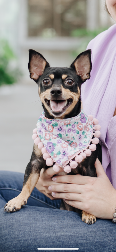 Entry image for Lola. Clicking this image will show a larger photo