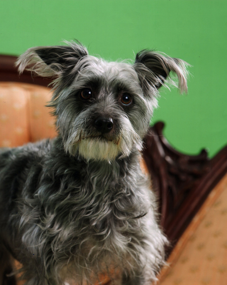 Entry image for Abby. Clicking this image will show a larger photo