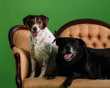 Entry image for Maggie & Pickwick. Clicking this image will show a larger photo