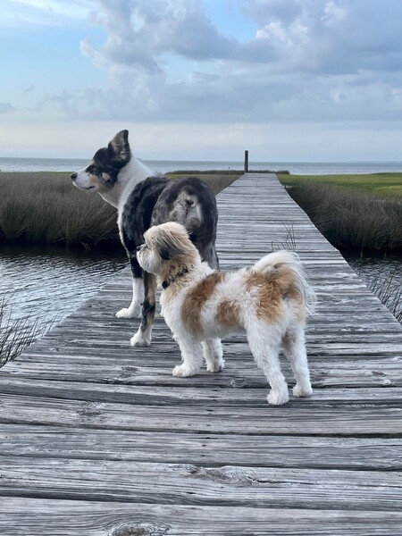 Entry image for Gunner and Latte. Clicking this image will show a larger photo