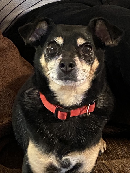 Entry image for Oliver. Clicking this image will show a larger photo