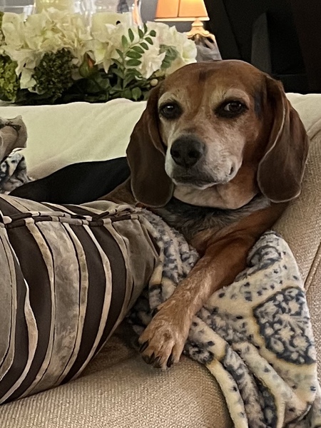 Entry image for Tucker. Clicking this image will show a larger photo