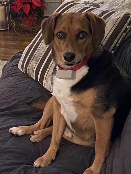 Entry image for Toby. Clicking this image will show a larger photo