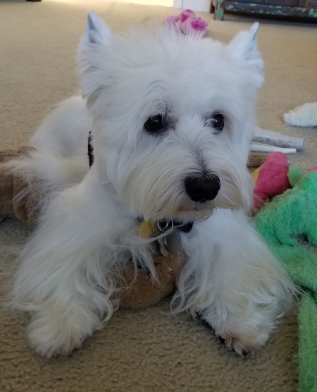 Entry image for Daisy. Clicking this image will show a larger photo