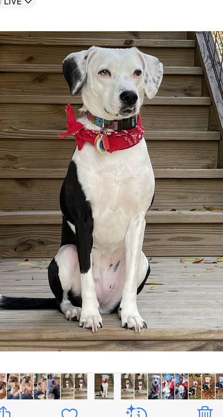 Entry image for Maggie. Clicking this image will show a larger photo