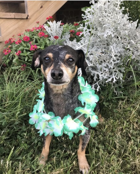 Entry image for Ringo. Clicking this image will show a larger photo