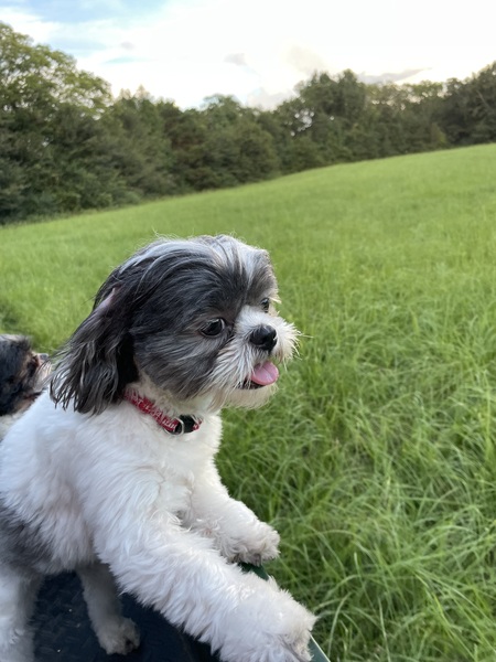 Entry image for Maisie . Clicking this image will show a larger photo