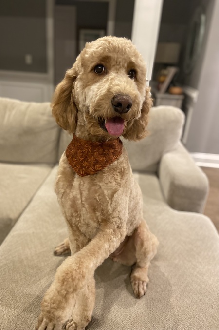 Entry image for Daisy. Clicking this image will show a larger photo