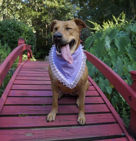 Entry image for Lady May. Clicking this image will show a larger photo