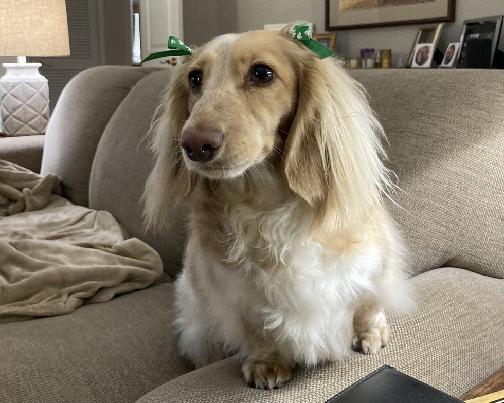 Vote for Penelope 2024 Best Pets Of The Wiregrass Calendar Photo Contest