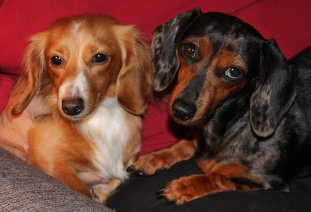 Izzie & Gracie (Chapman alumns)