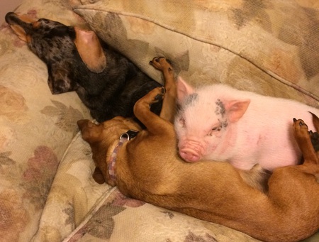 Booberry  and Biscuit and Doopy the pig