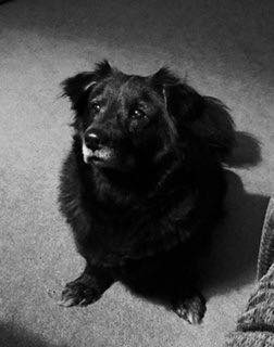 Trixie