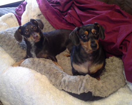 Charlie & Rerun
