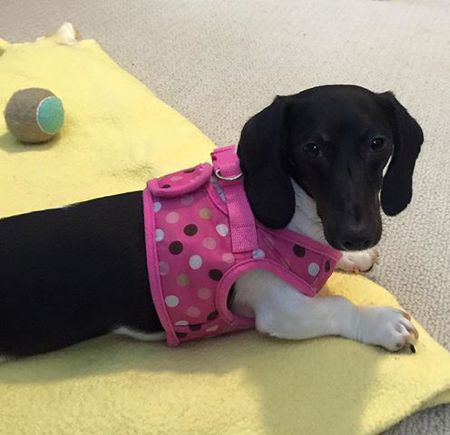 Pippa