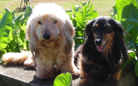 Bosley & Scarlett
