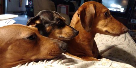 Sissy, Picasso, Opie