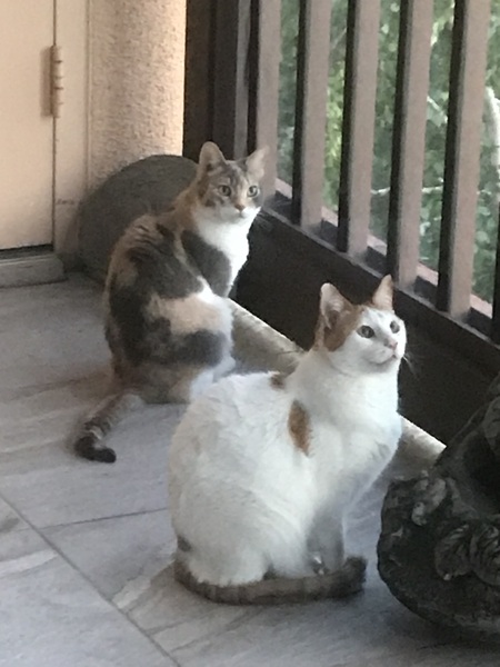 Tessa (dilute calico) Toby (white/peach)