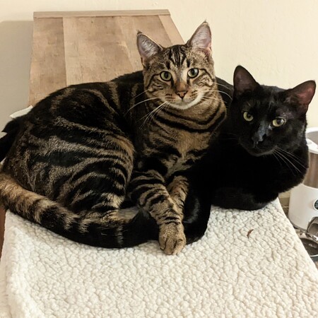 Xander (black) and Dante (tabby)