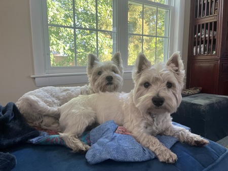 Posy & Dino