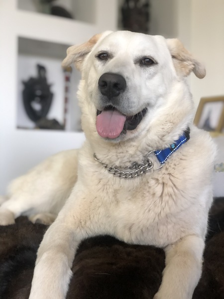 Gemma 