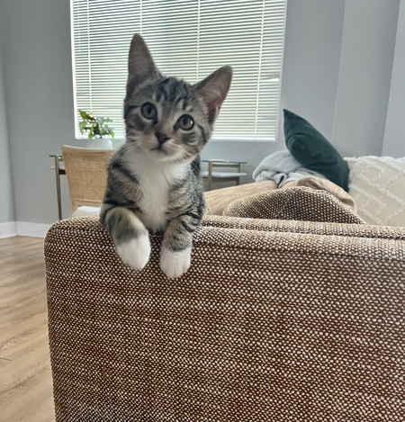 Apollo