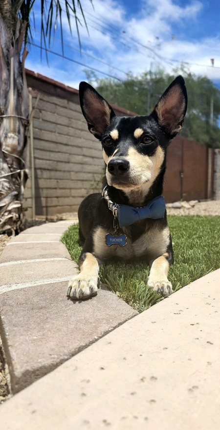 Tucker