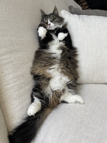 Maya